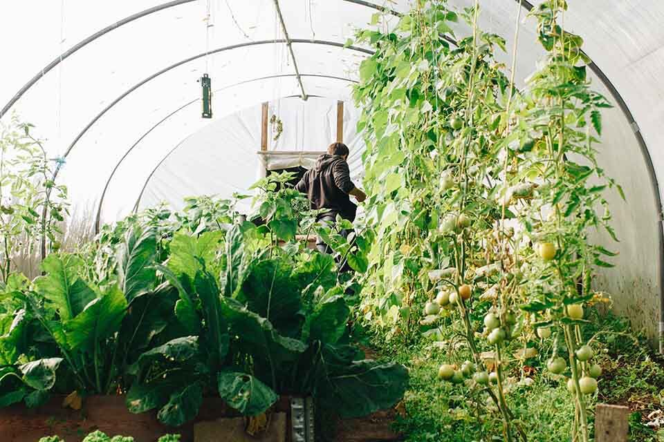 Planning to Buy a Greenhouse? Here's What to Keep in Mind